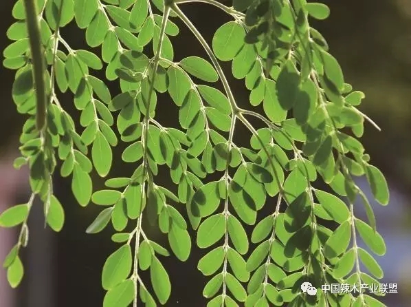 “素食黃金”——辣木